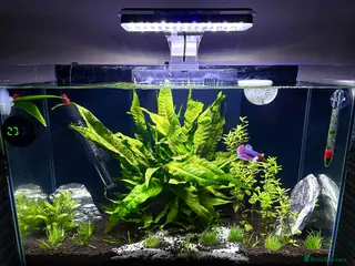 Bettas fish Betta fish and 2x fish tanks for sale - Advert 8