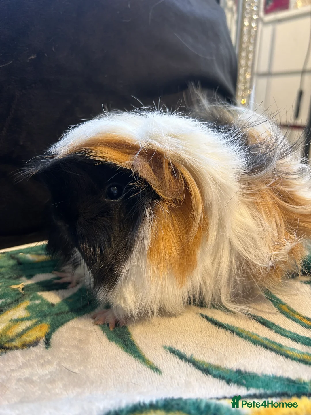 Guinea Pig rodents for sale: 3 peruvian retired sisters for loving forever home - Advert 17