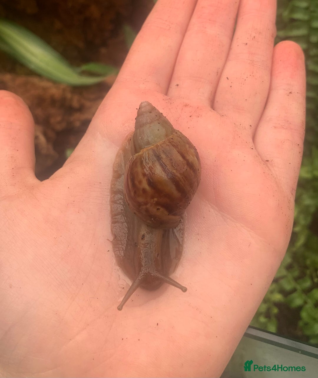 Snails invertebrates for sale: Baby/feeder and juvenile Giant African Land snails - Image 3