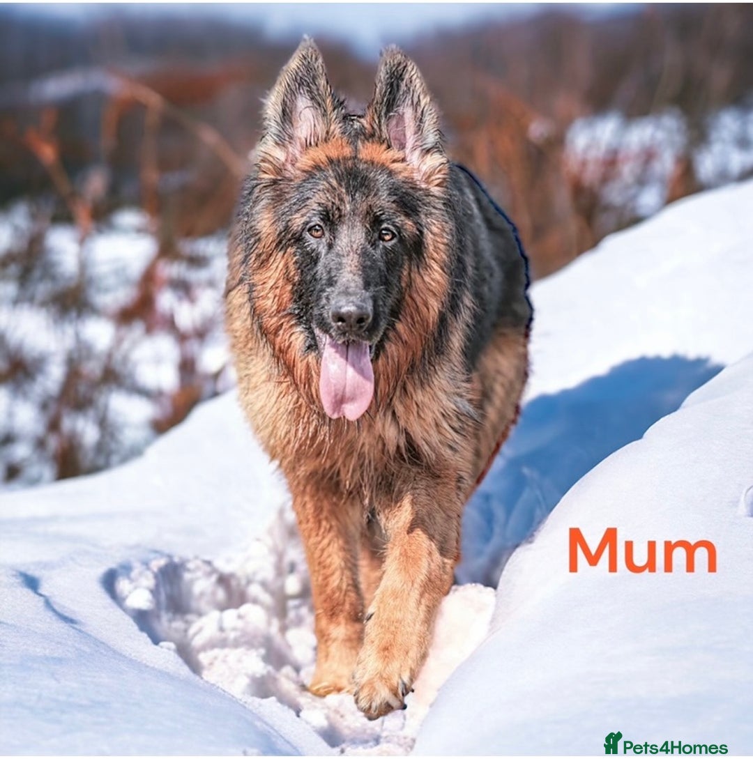 German Shepherd dogs for sale: KC REGISTERED GERMAN SHEPHERD PUPS - Image 9