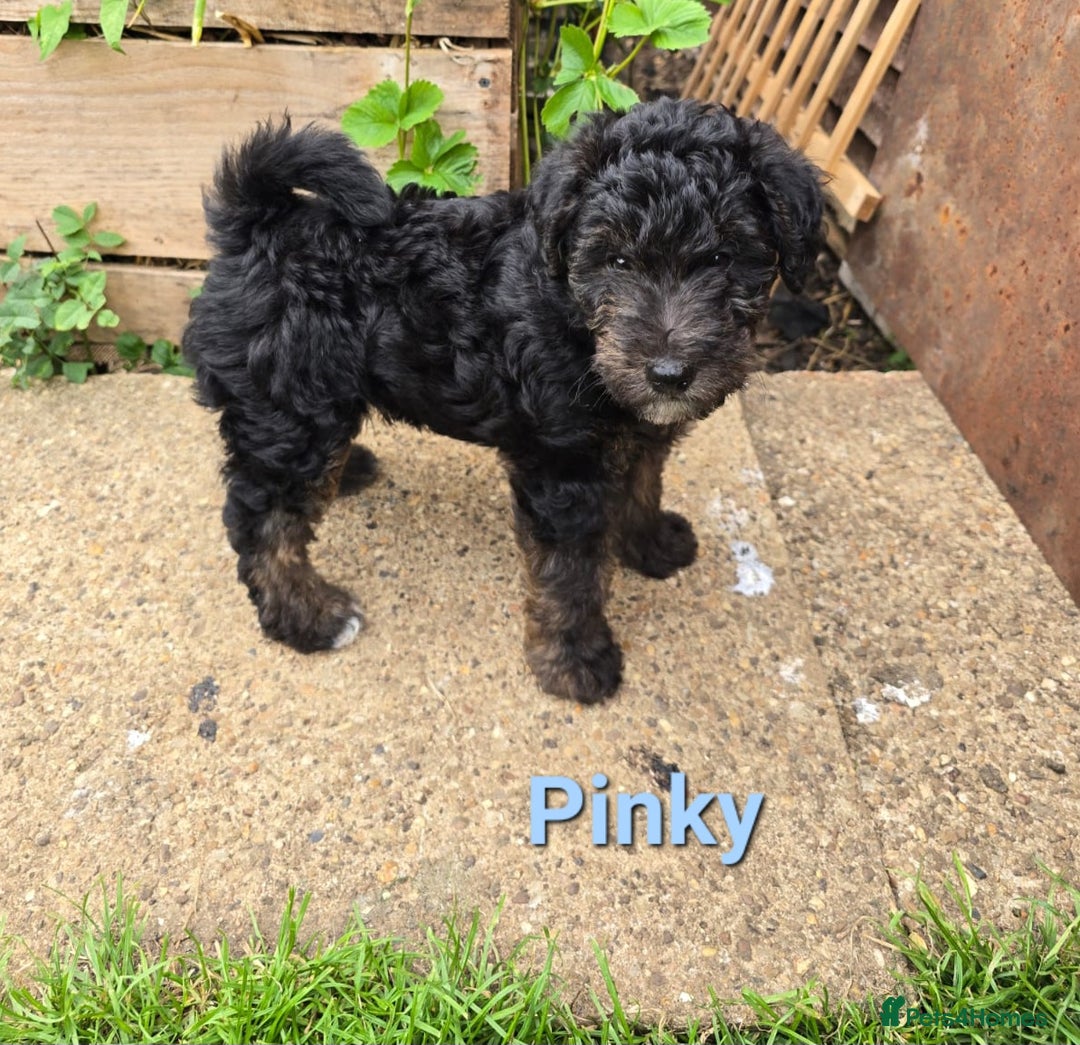 Mixed Breed dogs for sale: Fox Terrier × Australian Labradoodle Pups Sale - Image 4