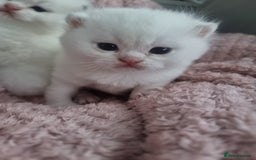 British Shorthair cats for sale: GCCF Chunky Silver tipped health tested parents - Image 20