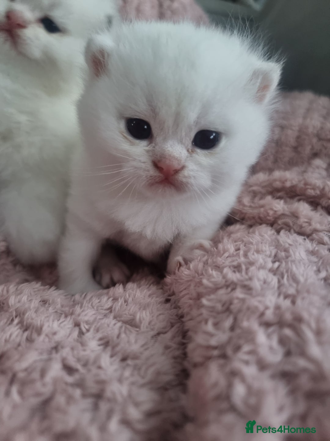 British Shorthair cats for sale: GCCF Chunky Silver tipped health tested parents - Image 20