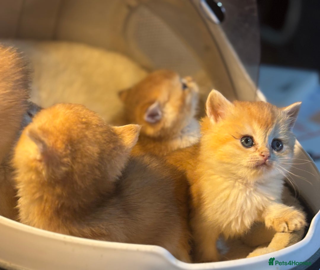 British Shorthair cats for sale: Full Pedigree Golden tipped British Shorthair - Advert 7