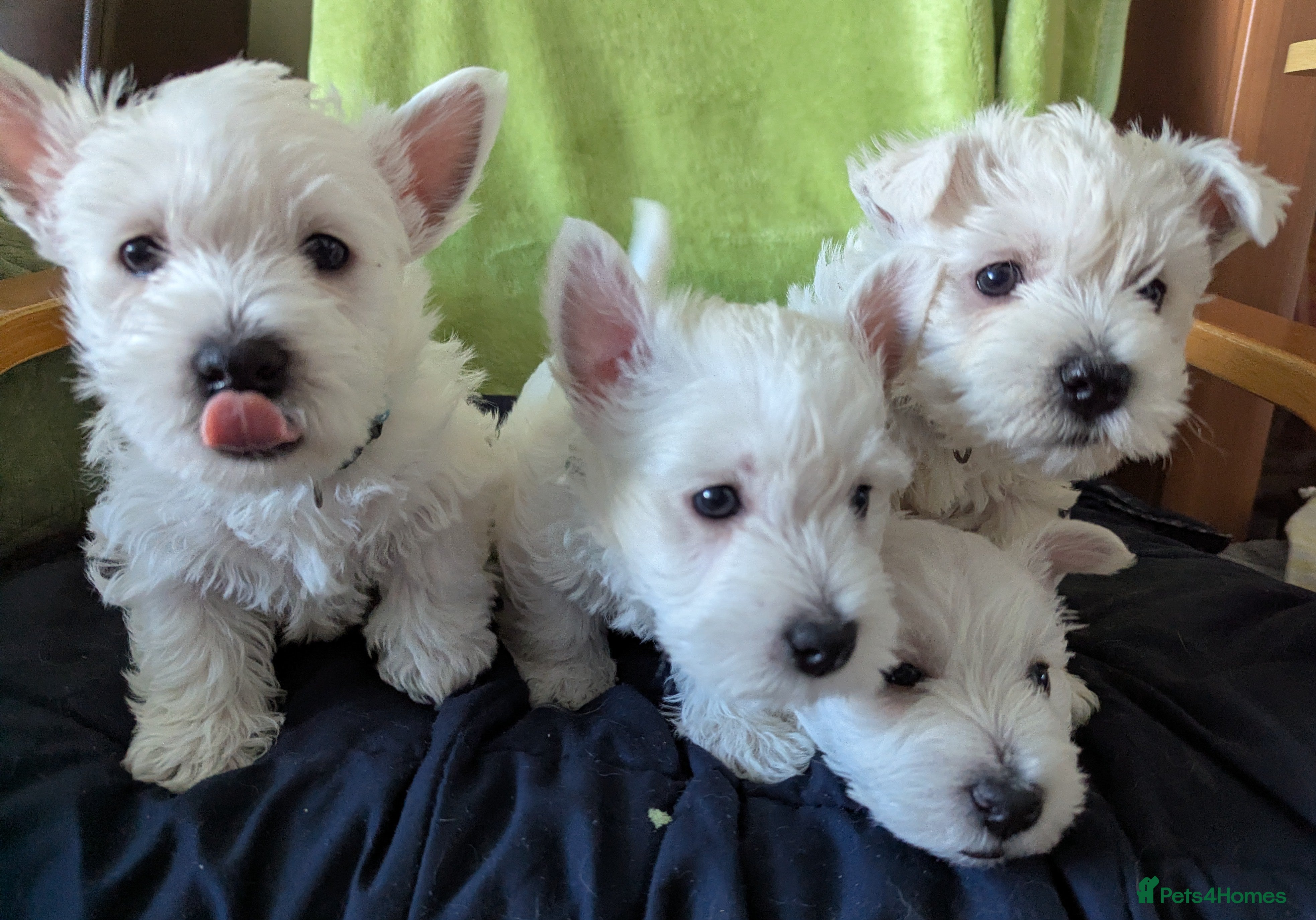 West Highland Terrier dogs Beautiful KC Registered White WestHighland Terrier - Advert 3