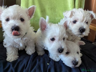 West Highland Terrier dogs Beautiful KC Registered White WestHighland Terrier - Advert 3