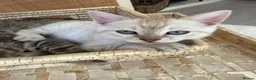 Bengal cats for sale: 🐯💕💙 beautiful rosette bengal kittens 💕💙🐯 - Advert 9