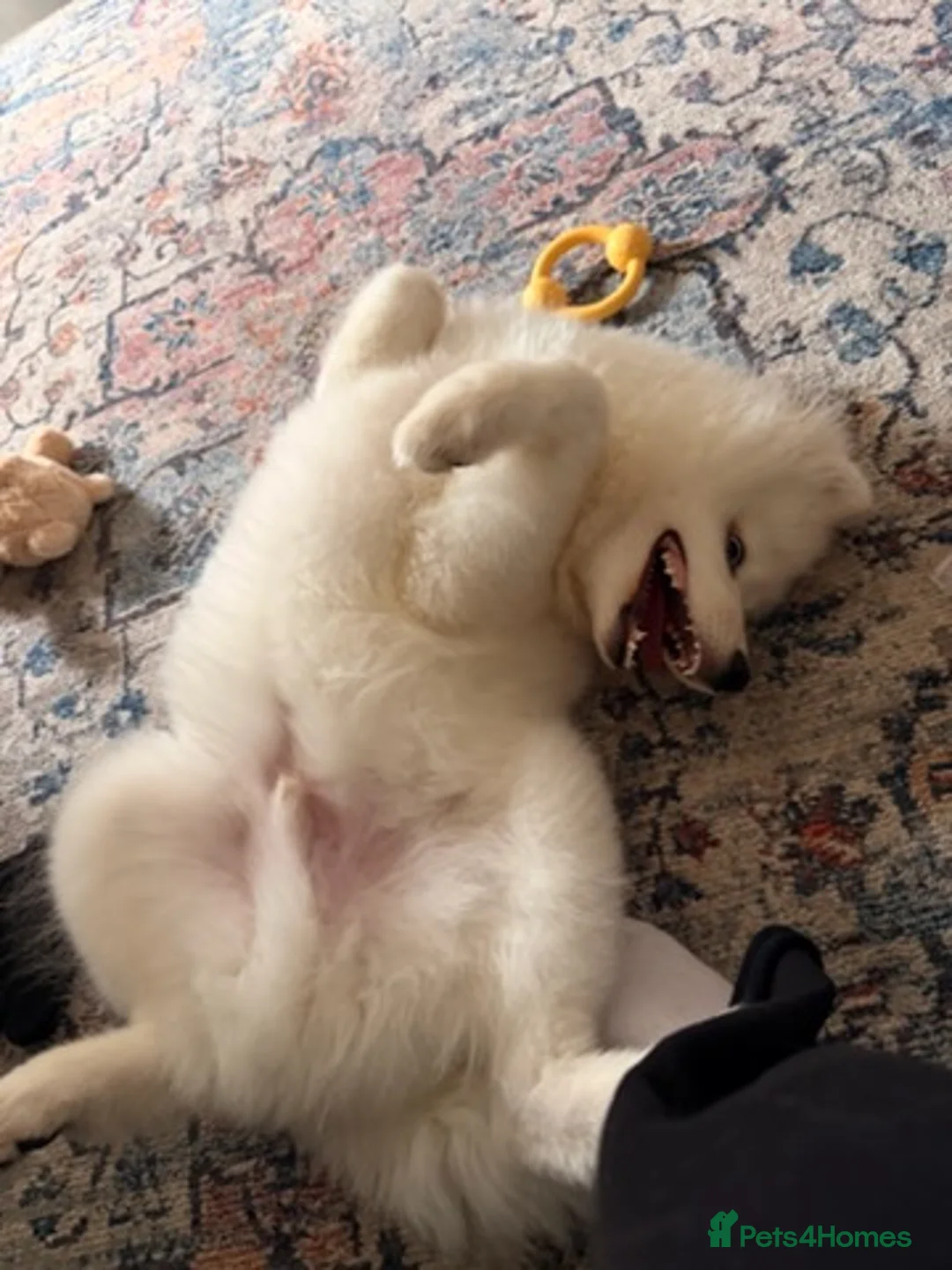 Samoyed dogs for sale: Samoyed in Rochdale - Advert 4