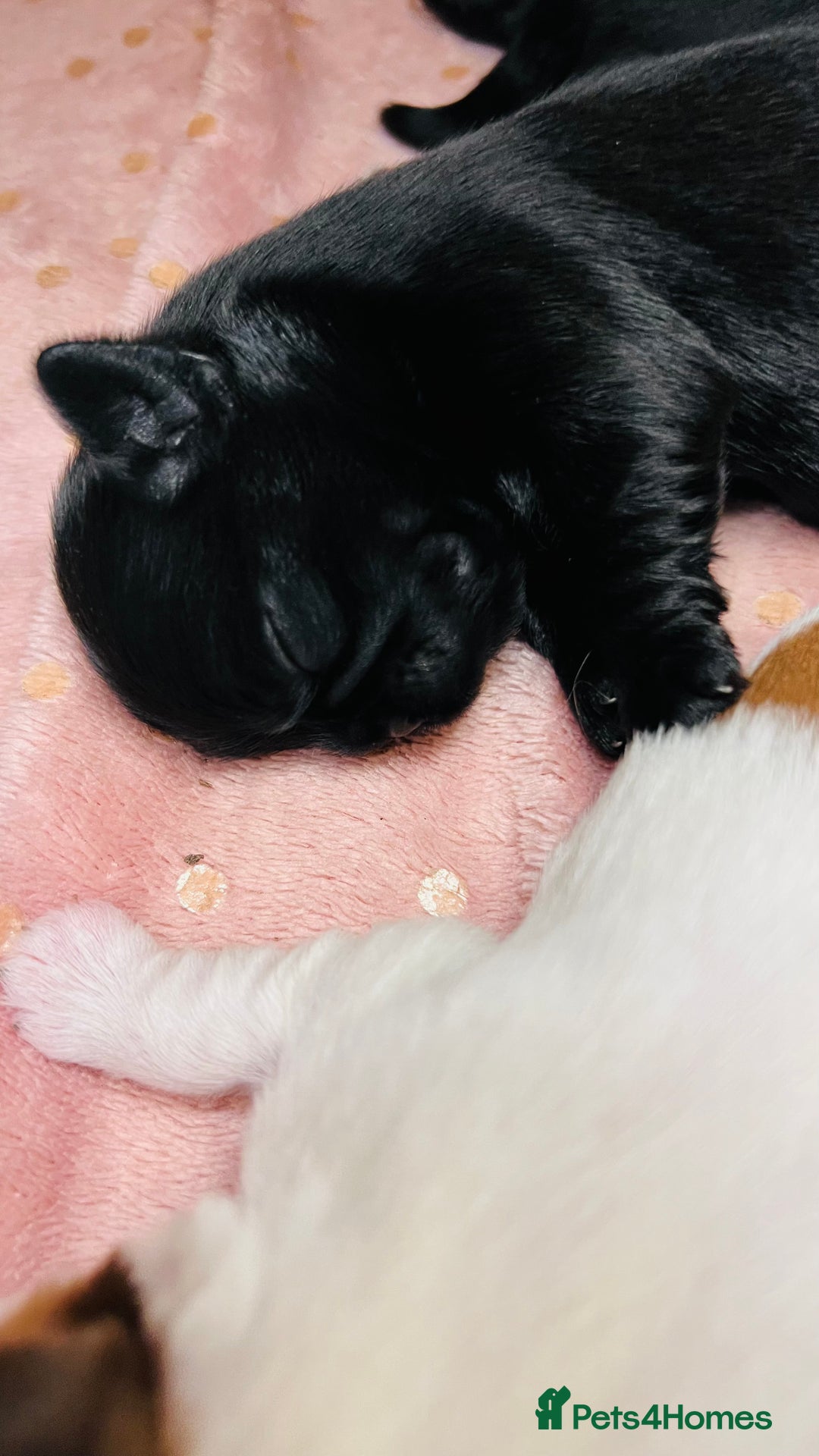 Shih Tzu dogs for sale: Shih Tzu Puppies - Advert 15