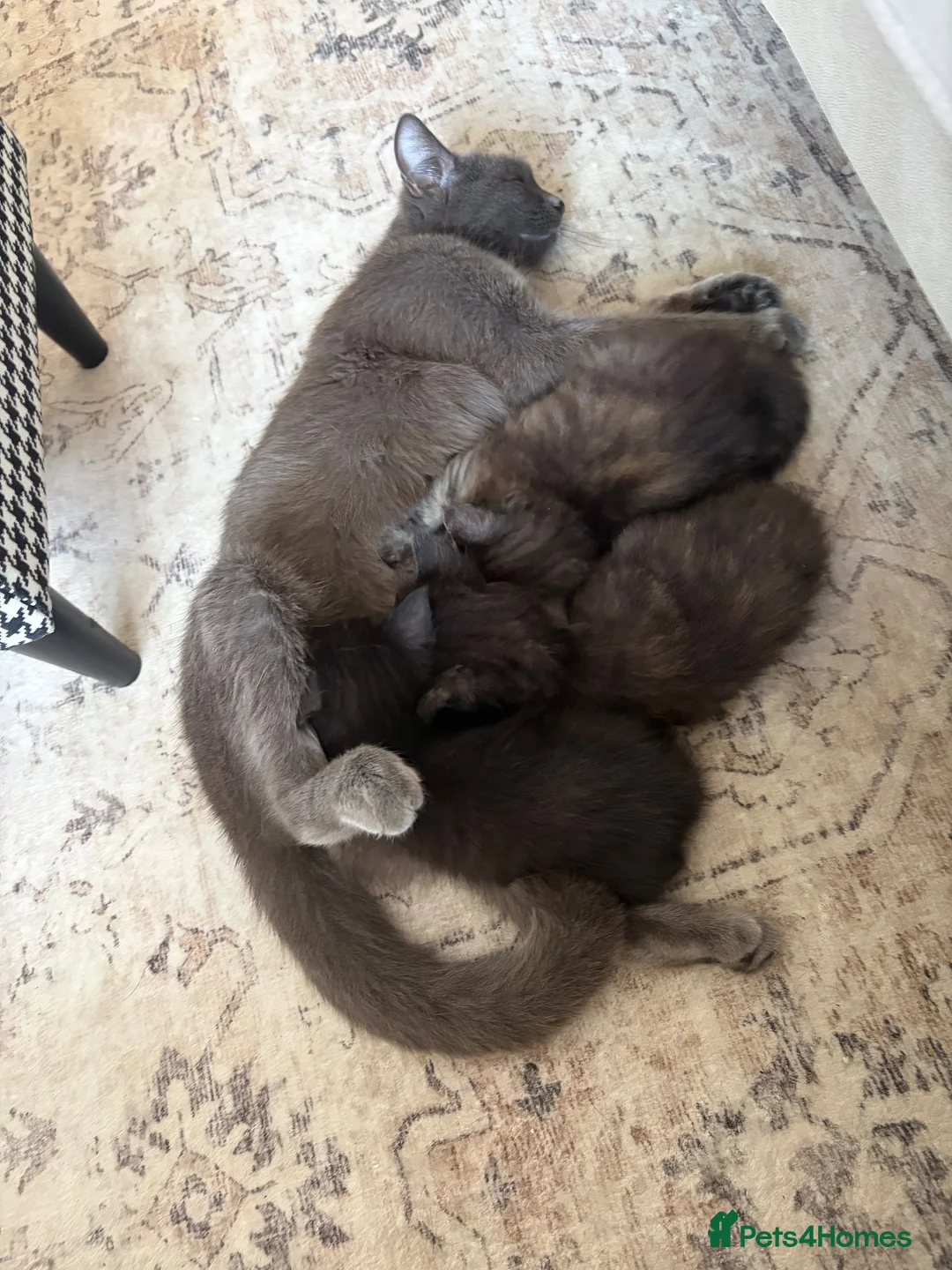 Mixed Breed cats for sale: 3 fluffy mixed kittens.  - Advert 1
