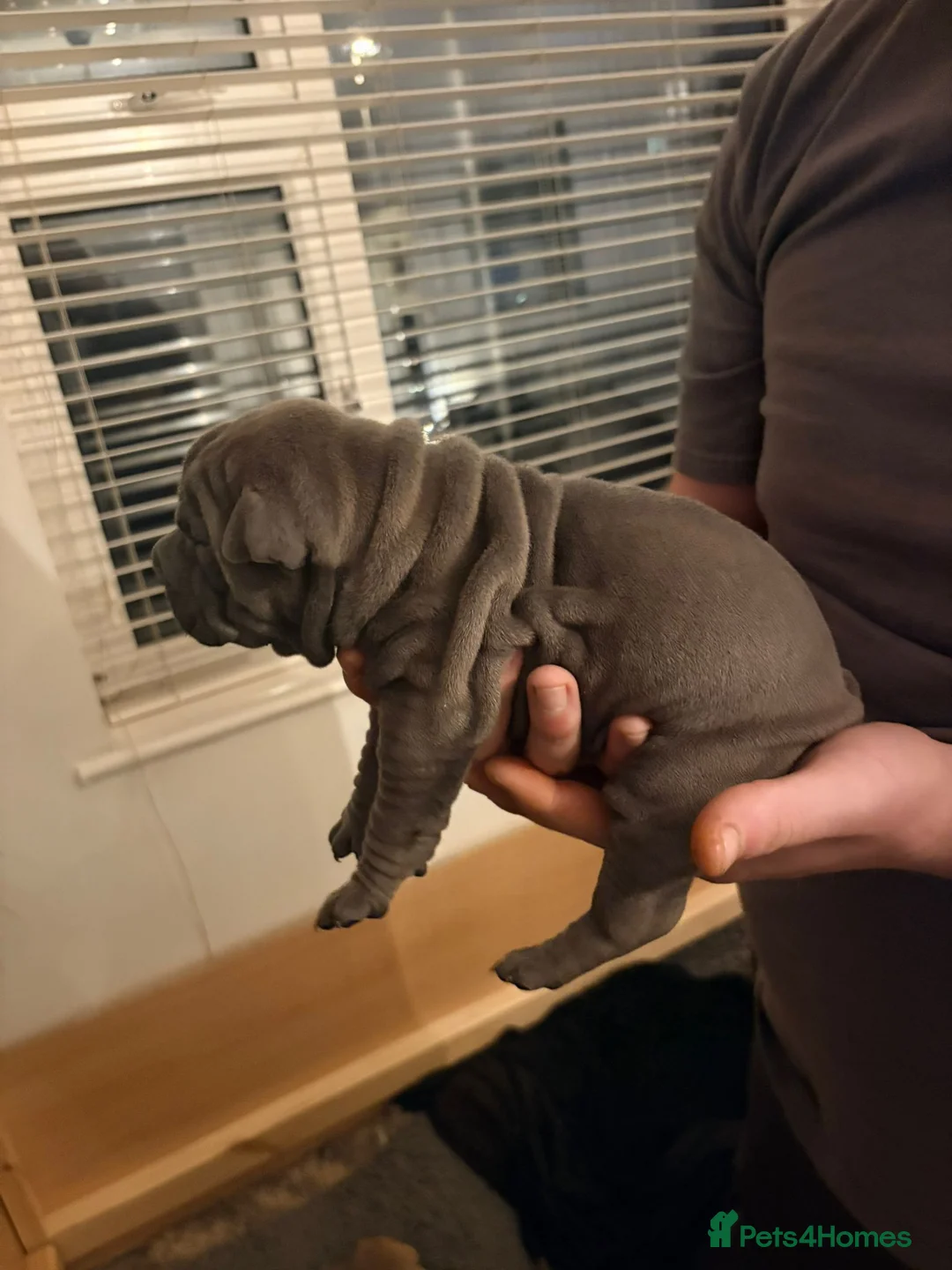 Shar Pei dogs for sale: Shar Pei Puppies looking for forever homes - Advert 23