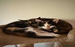 Oriental cats for sale: Sweet Little Calico Baby - Image 12