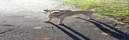 Labrador Retriever dogs for sale: Female Labrador  - Advert 2