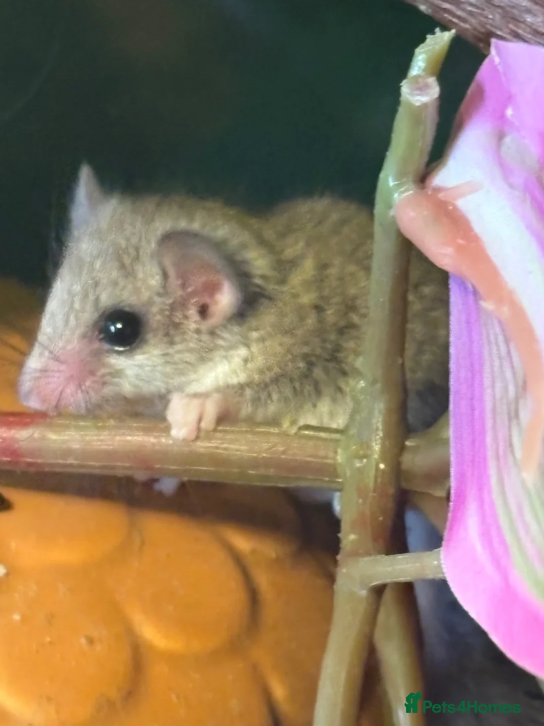 Mouse rodents for sale: 3 baby African Pygmy doormice  - Advert 2