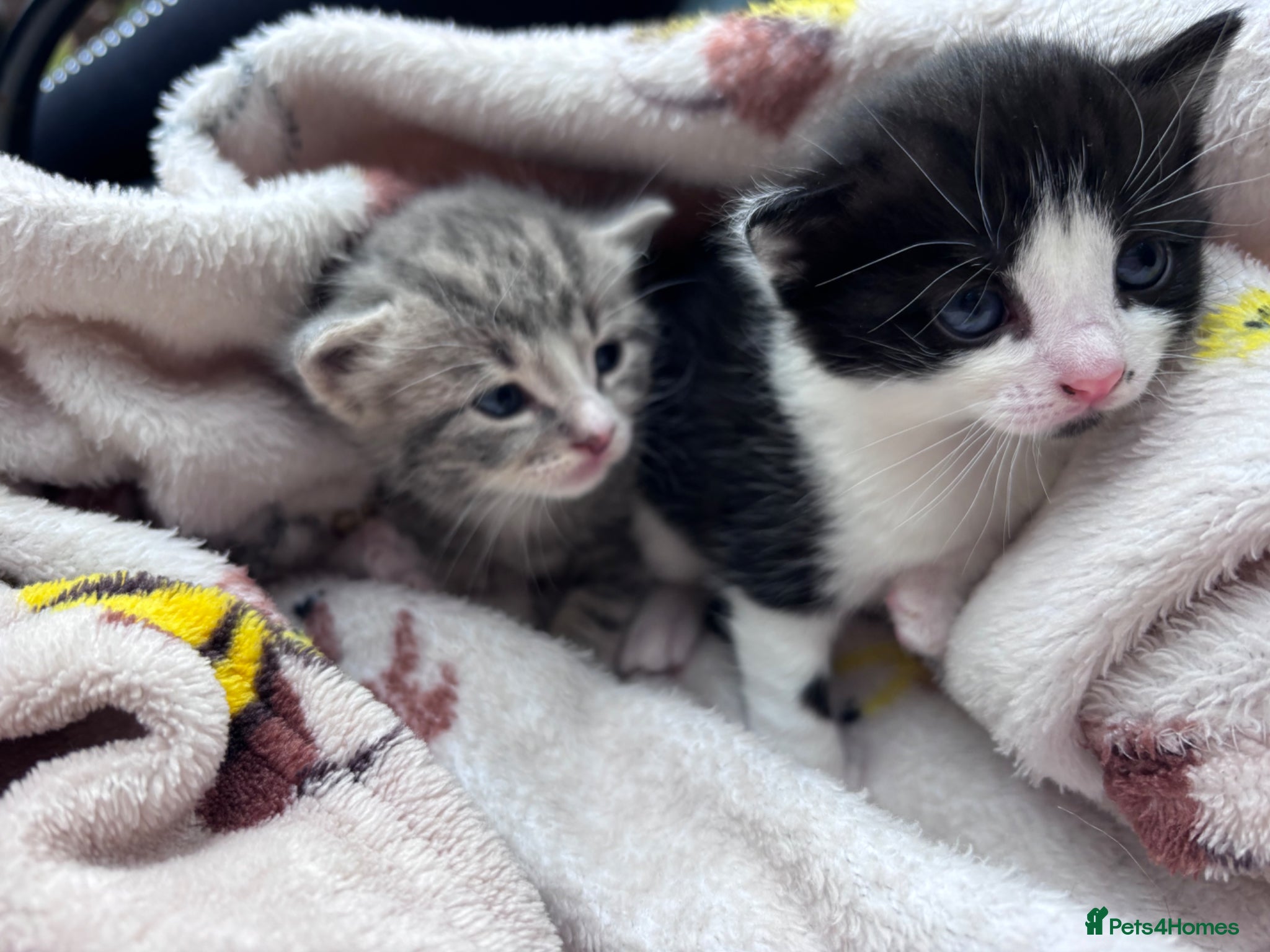 Mixed Breed cats for sale: 4 sweet kittens for new homes  in Thornton-Cleveleys - Advert 13