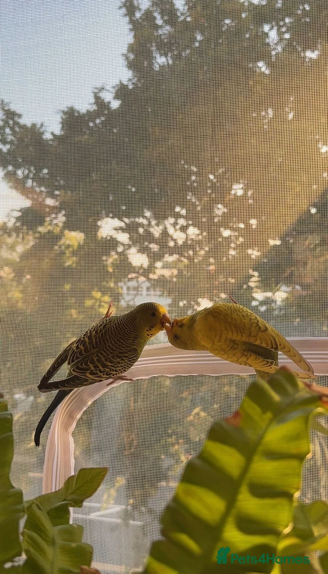 Budgerigars birds for sale: 2 x Budgies with full set up - Advert 2