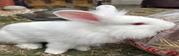 Lionhead rabbits for sale: Double mane lion head in Hartlepool - Advert 1