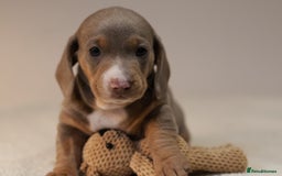 Miniature Dachshund dogs for sale: 5StarsLicensed+KC+PRAClear+VetChecked - Image 35