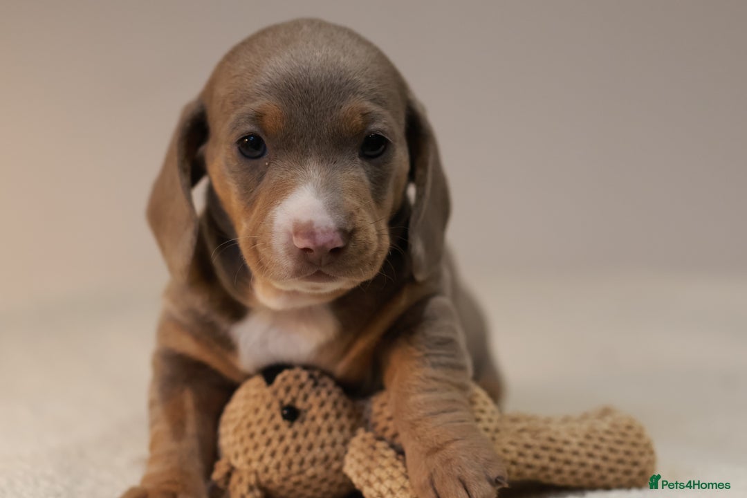 Miniature Dachshund dogs for sale: 5StarsLicensed+KC+PRAClear+VetChecked - Image 35