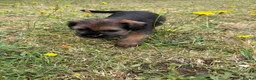 Border Terrier dogs for sale: Stunning slem free KC reg border terrier girls  - Advert 16