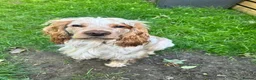 Cocker Spaniel dogs for sale: Ralf - 3 year old cocker spaniel - Advert 2