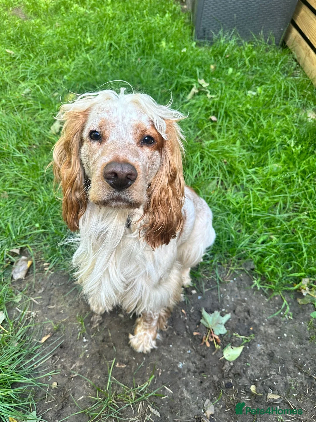 Cocker Spaniel dogs for sale: Ralf - 3 year old cocker spaniel - Advert 2