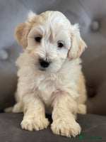 Maltipoo dogs - Advert 4