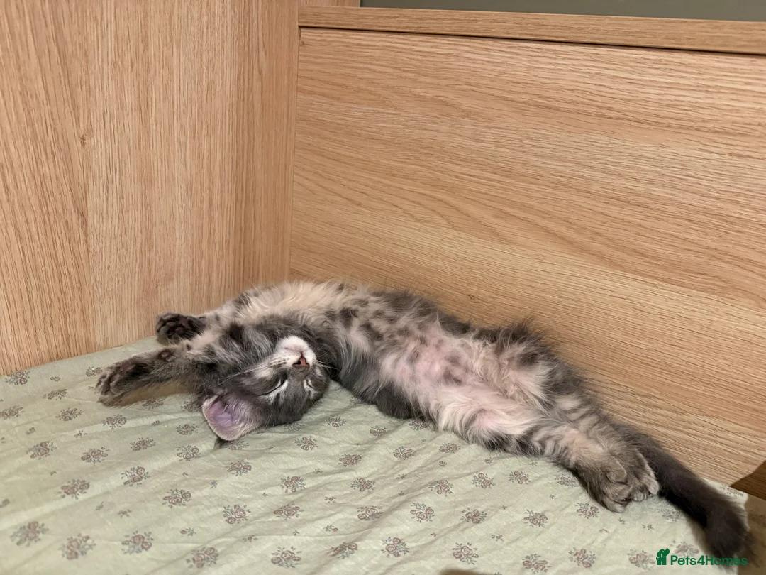 Maine Coon cats for sale: 3-month-old pure Maine Coon Girl ready to go - Advert 11