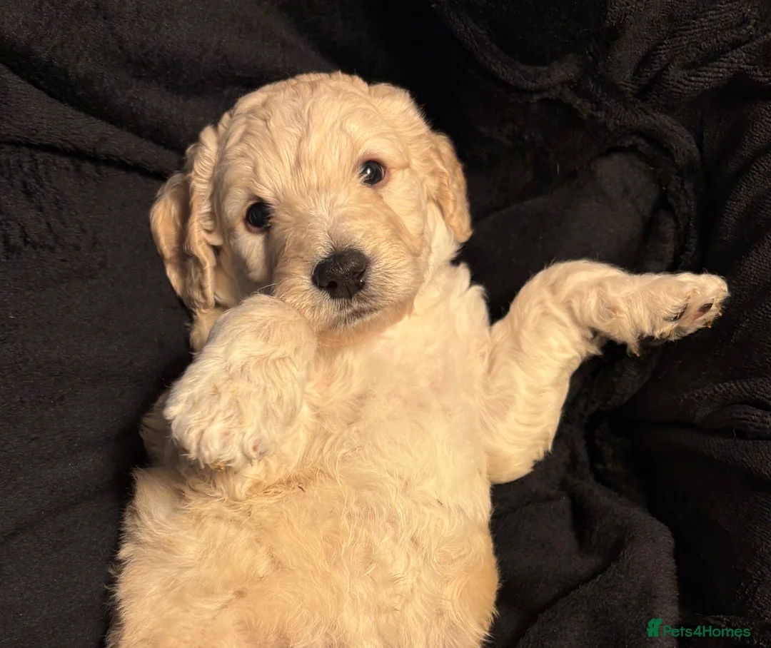 Labradoodle dogs for sale: Beautiful F1B Labradoodle Puppies  - Advert 2
