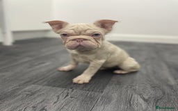 French Bulldog dogs for sale: Visual fluffy wrapped in pink 🎀  - Image 4