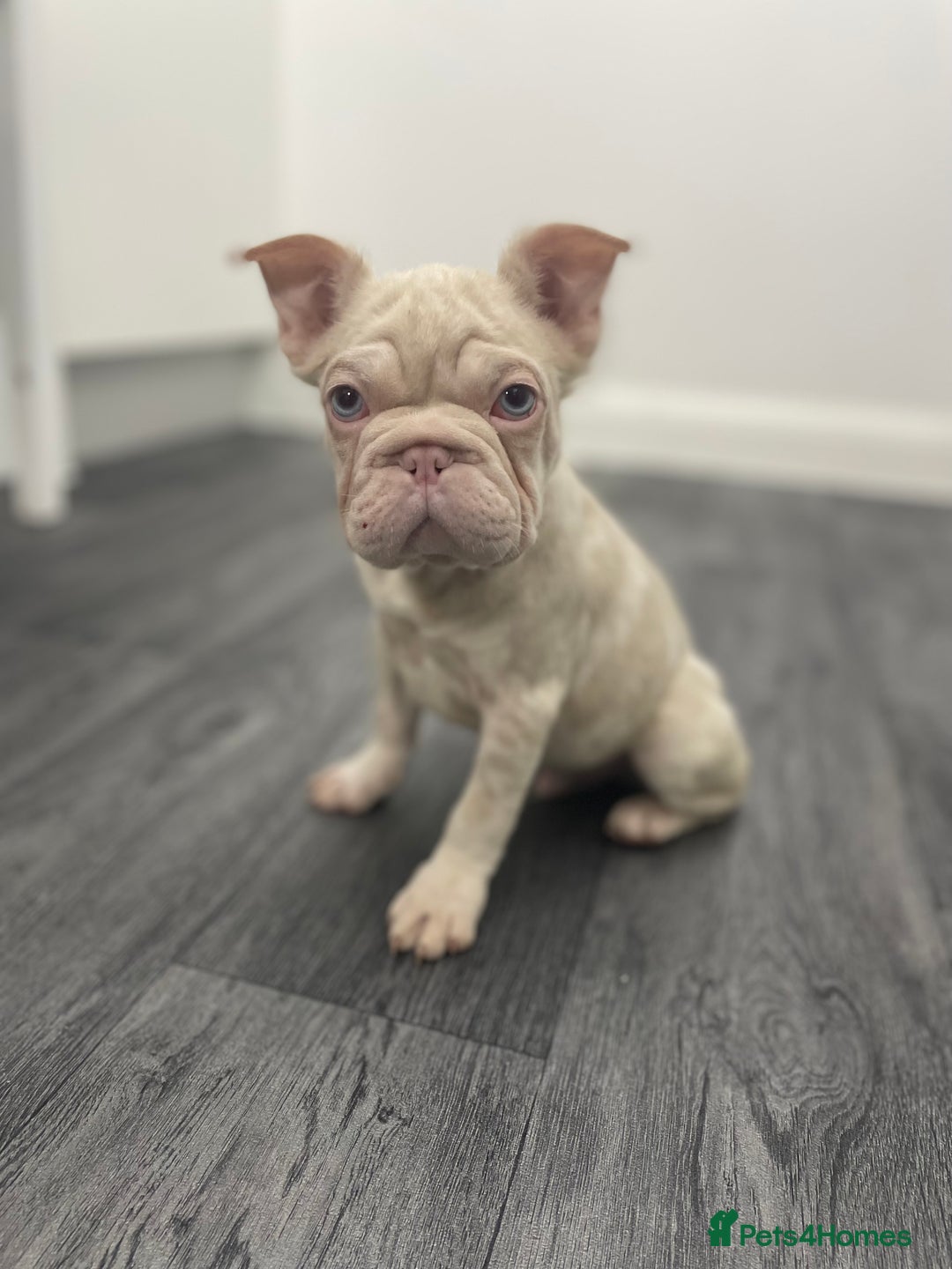 French Bulldog dogs for sale: Visual fluffy wrapped in pink 🎀  - Image 4