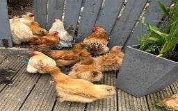 Chickens poultry for sale: 💕Bantam Pekins for sale 2025 birds 💕 - Image 9