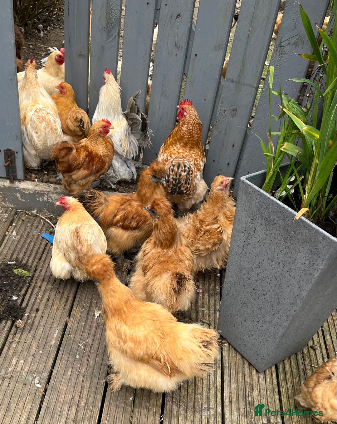 Chickens poultry for sale: 💕Bantam Pekins for sale 2025 birds 💕 - Image 9