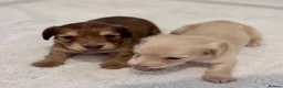 Miniature Dachshund dogs for sale: Cream Long-Haired Miniature Dachshund Puppies! in Sunderland - Advert 10