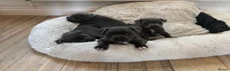 Staffordshire Bull Terrier dogs for sale: Blue Staffordshire Bull TErriers  in Swansea - Advert 9