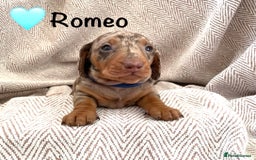 Miniature Dachshund dogs for sale: 8 MINIATURE DACHSHUNDS - Advert 26