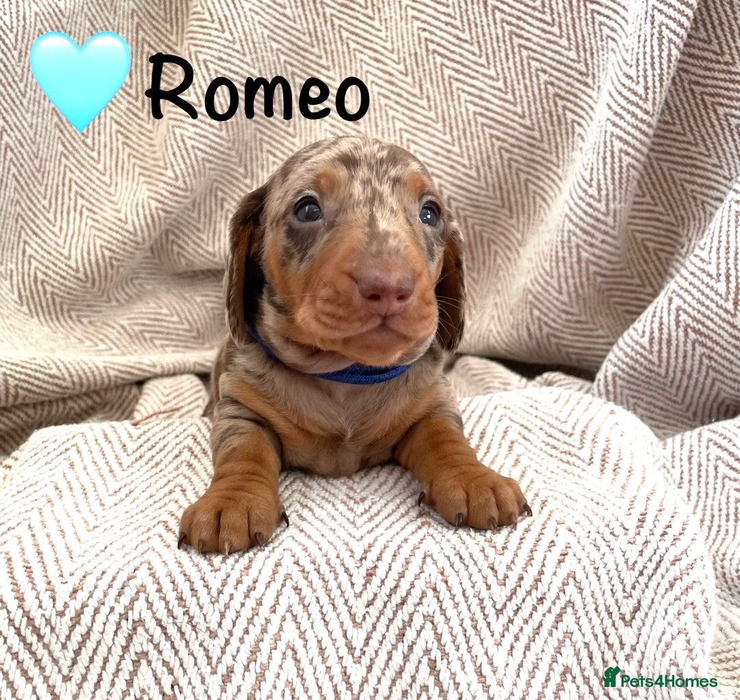 Miniature Dachshund dogs for sale: 8 MINIATURE DACHSHUNDS - Advert 26