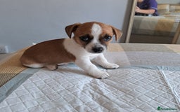 Jack Russell dogs for sale: Jack Russell for sale - Image 7