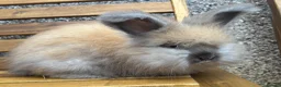 Angora rabbits for sale: English Angoras  - Advert 4
