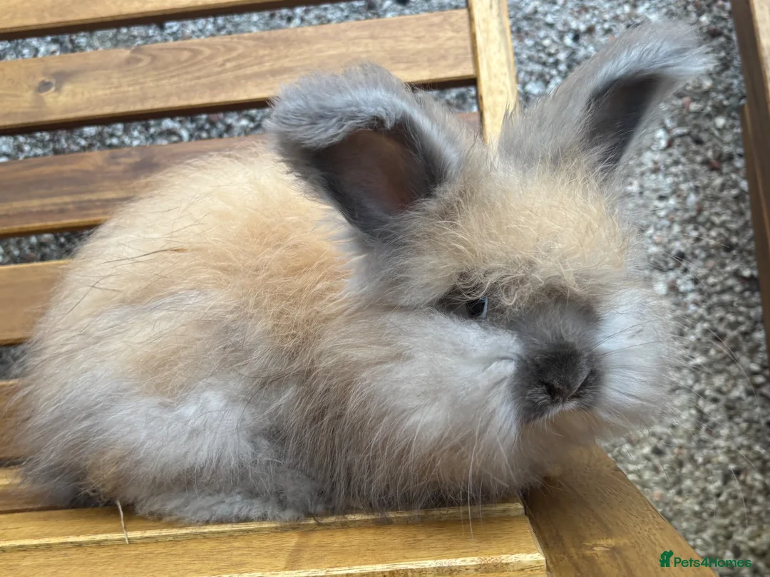 Angora rabbits for sale: English Angoras  - Advert 2