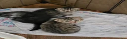 Scottish Fold cats for sale:  🥰READY!!!🤩Scottish folded in a beautiful colour - Advert 14