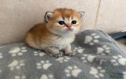 British Shorthair cats for sale: GCCF registered Golden BSH champion line, Boys - Image 24