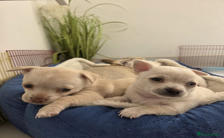 Chihuahua dogs - Advert 3