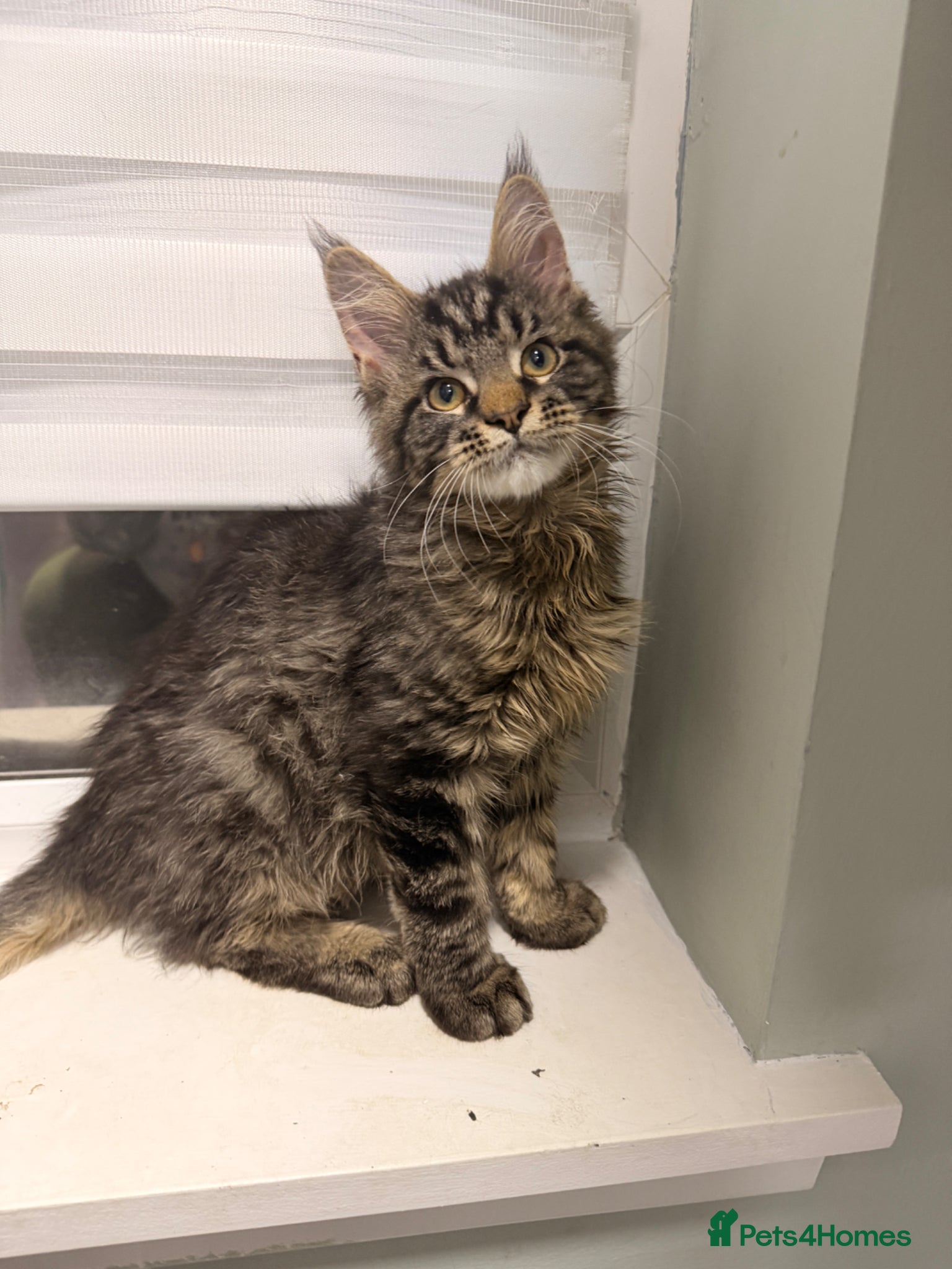 Maine Coon Kitten 1 boy 