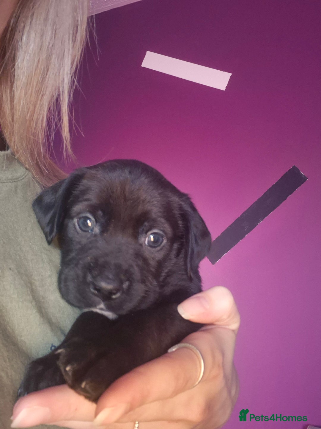 Mixed Breed dogs for sale: Bullmastiff x Springer Spaniel Puppies - Advert 33