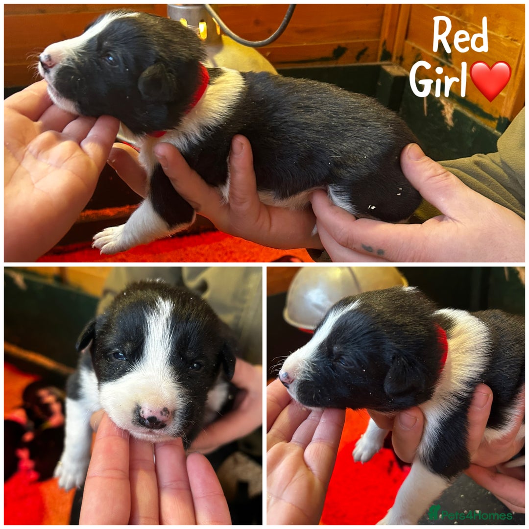 Border Collie dogs for sale: 6 healthy border collie pups - Advert 6