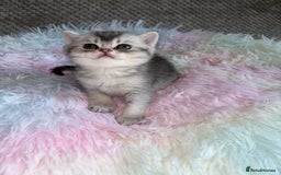 British Shorthair cats for sale: Grand champion bloodline silver shaded BSH kittens - Image 7
