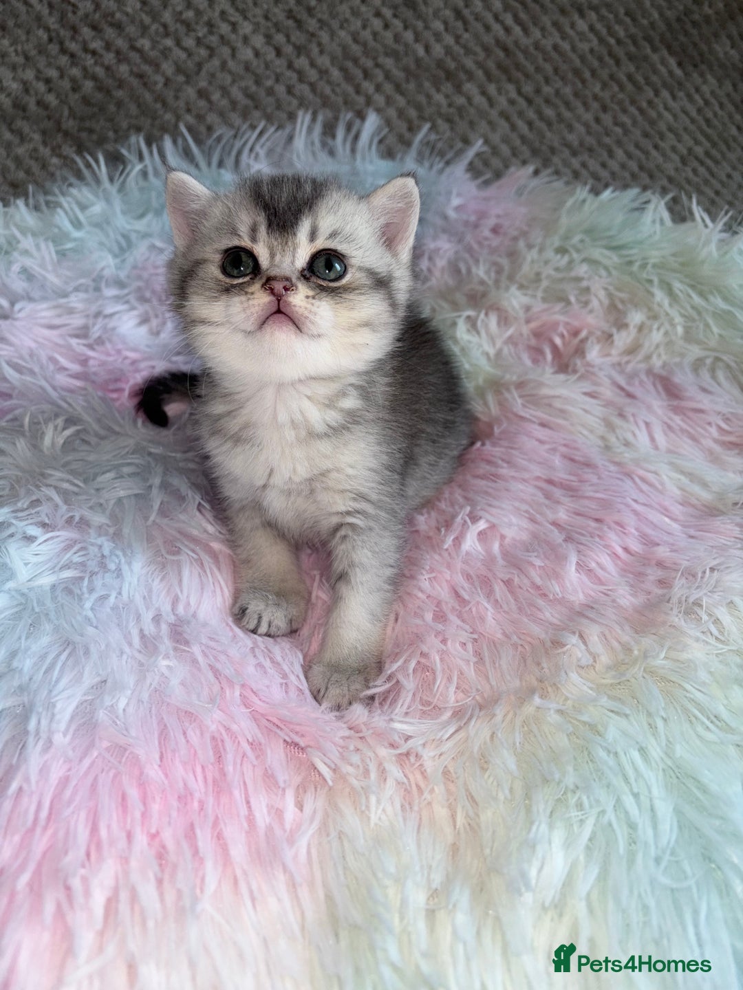 British Shorthair cats for sale: Grand champion bloodline silver shaded BSH kittens - Image 7