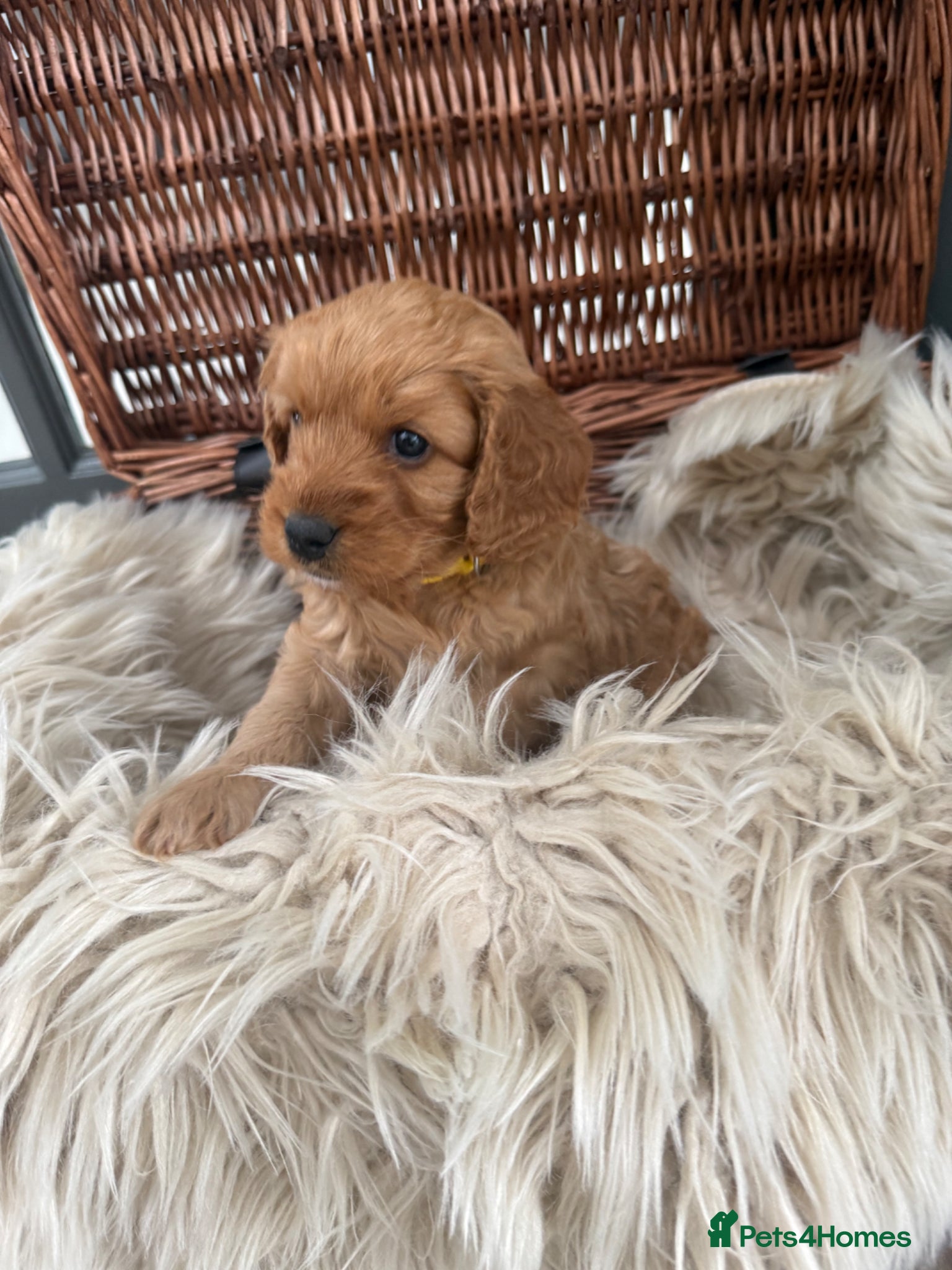 Cavapoo dogs Beautiful F1b Toy Cavapoos parents health checked  - Advert 2