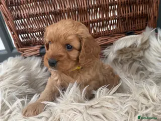 Cavapoo dogs Beautiful F1b Toy Cavapoos parents health checked - Advert 2
